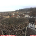 09_50-nest.jpg