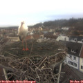 09_55-nest.jpg