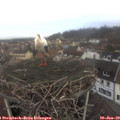 10_00-nest.jpg