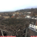 13_30-nest.jpg