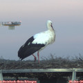 17_05-mast.jpg