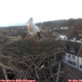 17_05-nest.jpg