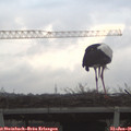 08_05-mast.jpg