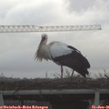 08_30-mast.jpg
