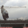 08_35-mast.jpg