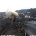 08_40-nest.jpg