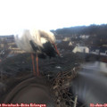 08_45-nest.jpg