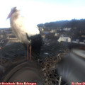 08_50-nest.jpg