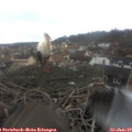10_10-nest.jpg