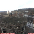 11_50-nest.jpg