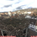 12_20-nest.jpg