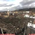 12_50-nest.jpg