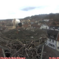 13_15-nest.jpg
