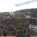 13_20-nest.jpg