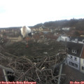 14_05-nest.jpg
