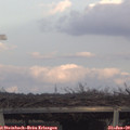 16_40-mast.jpg