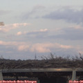16_50-mast.jpg
