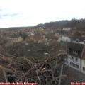 16_50-nest.jpg