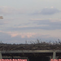 16_55-mast.jpg