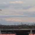 17_00-mast.jpg