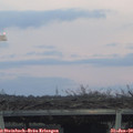 17_05-mast.jpg