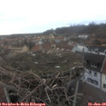 17_05-nest.jpg