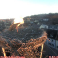 08_00-nest.jpg