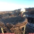 08_10-nest.jpg