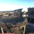08_25-nest.jpg