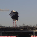 11_30-mast.jpg