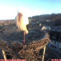 08_10-nest.jpg