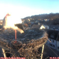 08_15-nest.jpg