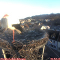 08_30-nest.jpg