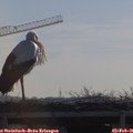 09_50-mast.jpg