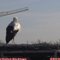 10_40-mast.jpg