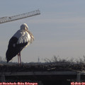 10_45-mast.jpg