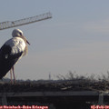 11_00-mast.jpg