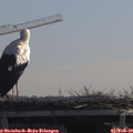 11_10-mast.jpg