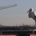 11_20-mast.jpg