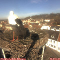 11_20-nest.jpg