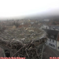 08_05-nest.jpg