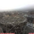 08_10-nest.jpg