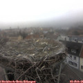08_15-nest.jpg