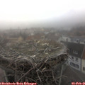 08_20-nest.jpg