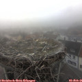 08_25-nest.jpg