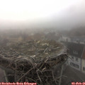08_30-nest.jpg