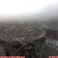 08_35-nest.jpg