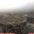 08_40-nest.jpg