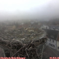 08_45-nest.jpg