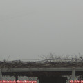 08_50-mast.jpg